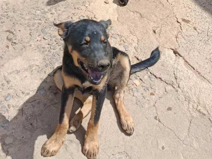 Cachorro ra a SRD-ViraLata idade 2 a 6 meses nome Kiara