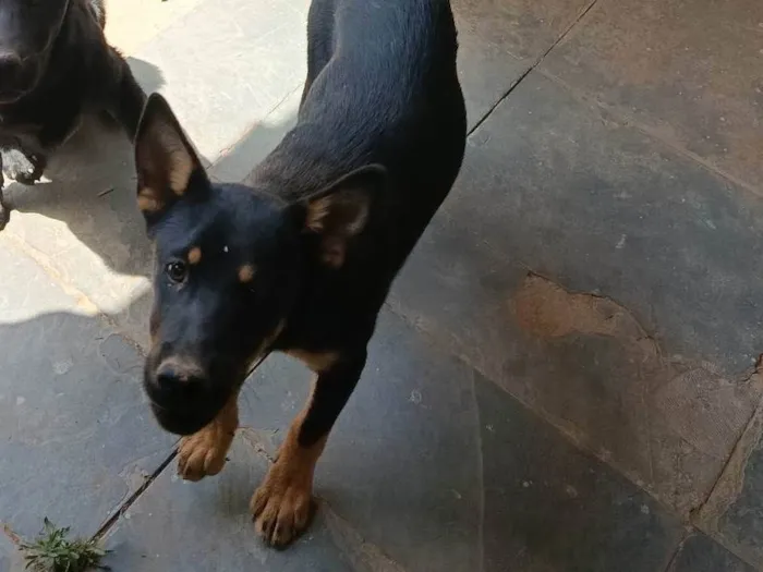 Cachorro ra a SRD-ViraLata idade 2 a 6 meses nome Kiara