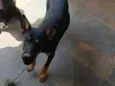 Kiara