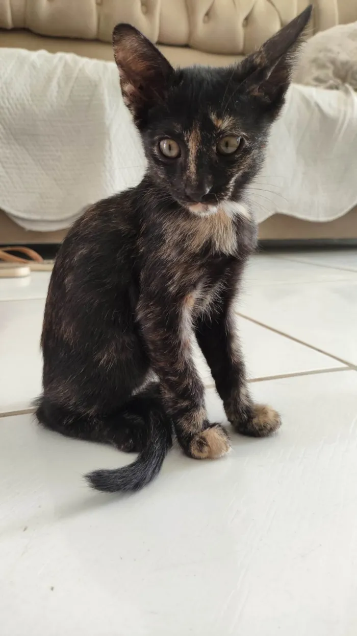 Gato ra a Persa idade 2 a 6 meses nome Filhote fêmea 