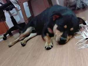 Cachorro raça Chow Chow idade 1 ano nome Pituco