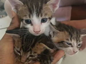 Gato raça SRD-ViraLata idade Abaixo de 2 meses nome Milk 