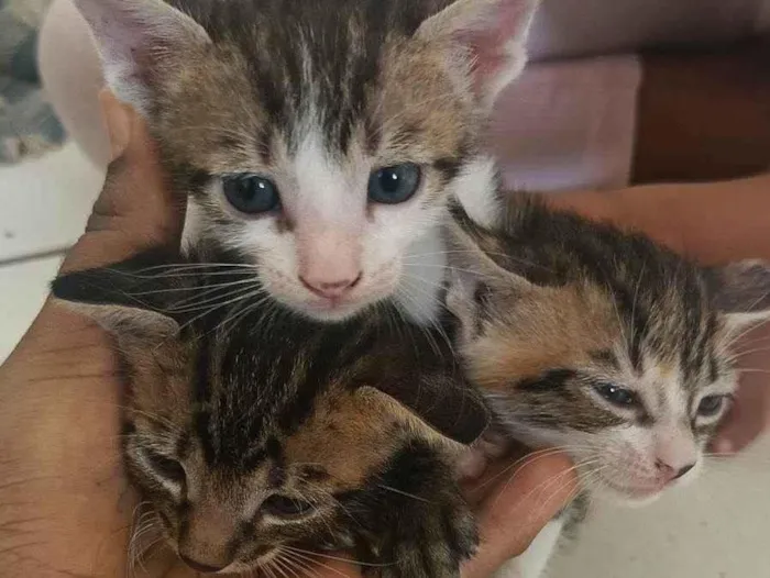 Gato ra a SRD-ViraLata idade Abaixo de 2 meses nome Milk 