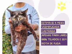 Gato raça SRD-ViraLata idade 2 a 6 meses nome Amelie