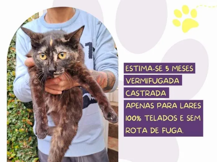 Gato ra a SRD-ViraLata idade 2 a 6 meses nome Amelie