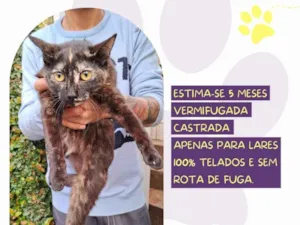 Gato raça SRD-ViraLata idade 2 a 6 meses nome Amelie