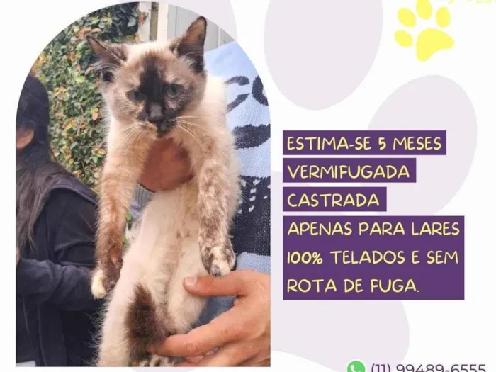 Gato ra a SRD-ViraLata idade 2 a 6 meses nome Marie
