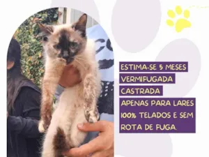Gato raça SRD-ViraLata idade 2 a 6 meses nome Marie