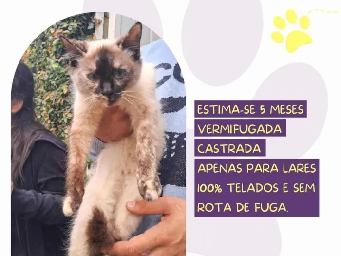 Gato ra a SRD-ViraLata idade 2 a 6 meses nome Marie