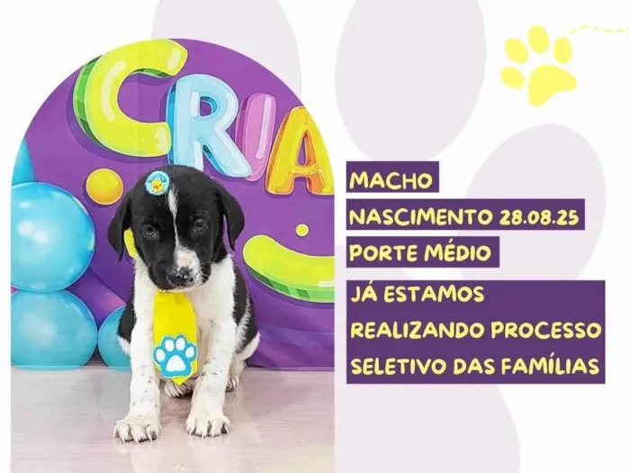 Cachorro ra a SRD-ViraLata idade 2 a 6 meses nome Hélio