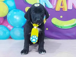 Cachorro raça SRD-ViraLata idade 2 a 6 meses nome Hermes