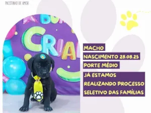 Cachorro raça SRD-ViraLata idade 2 a 6 meses nome Ares