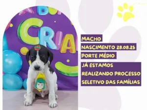 Cachorro raça SRD-ViraLata idade 2 a 6 meses nome Eros