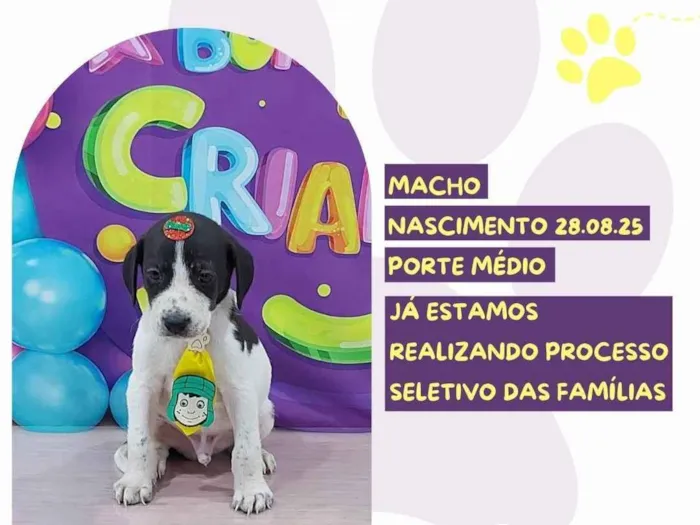 Cachorro ra a SRD-ViraLata idade 2 a 6 meses nome Eros
