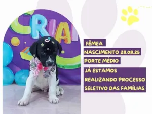 Cachorro raça SRD-ViraLata idade 2 a 6 meses nome Calíope