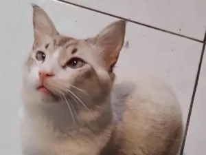 Gato raça Angorá idade 7 a 11 meses nome Peludão 