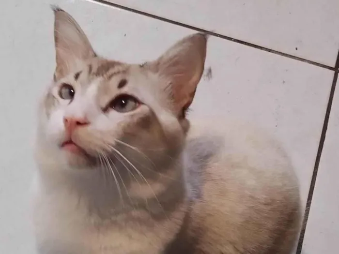 Gato ra a Angorá idade 7 a 11 meses nome Peludão 