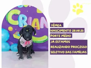 Cachorro raça SRD-ViraLata idade 2 a 6 meses nome Selene