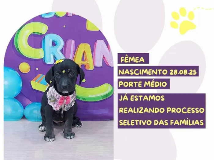 Cachorro ra a SRD-ViraLata idade 2 a 6 meses nome Selene