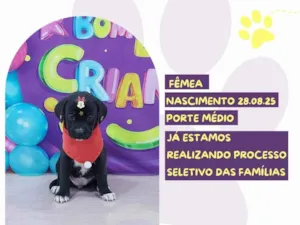 Cachorro raça SRD-ViraLata idade 2 a 6 meses nome Clio