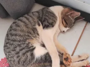 Gato raça SRD-ViraLata idade 2 a 6 meses nome Luck