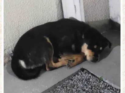 Cachorro raça SRD-ViraLata idade 1 ano nome Sem nome
