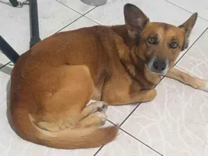 Cachorro raça Pastor Alemão idade 5 anos nome REX