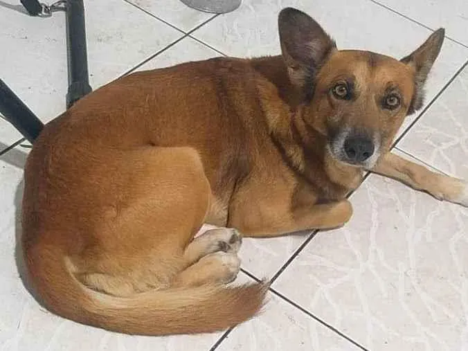 Cachorro ra a Pastor Alemão idade 5 anos nome REX