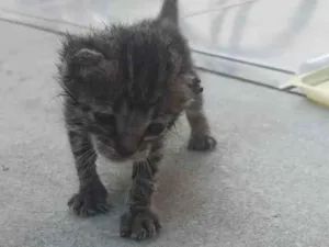 Gato raça Persa idade Abaixo de 2 meses nome Pequeno