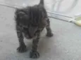 Pequeno