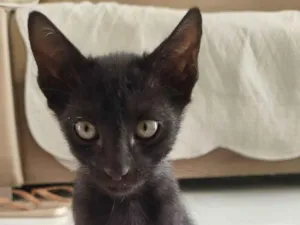 Gato raça SRD-ViraLata idade 2 a 6 meses nome Gato pantera negra 