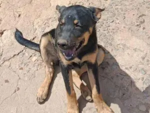 Cachorro raça SRD-ViraLata idade 2 a 6 meses nome Kiara
