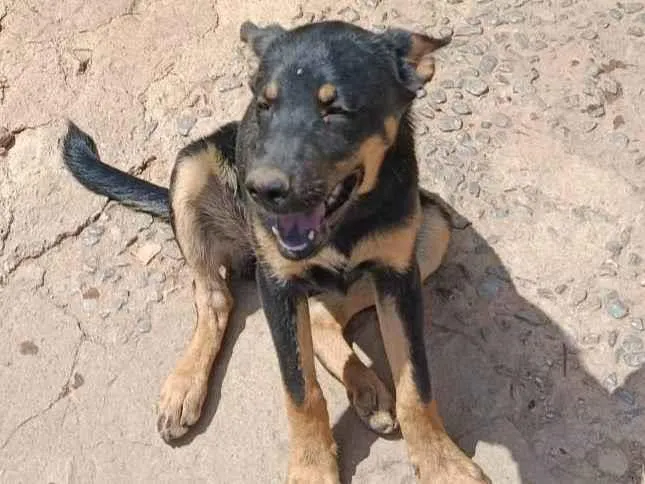 Cachorro ra a SRD-ViraLata idade 2 a 6 meses nome Kiara