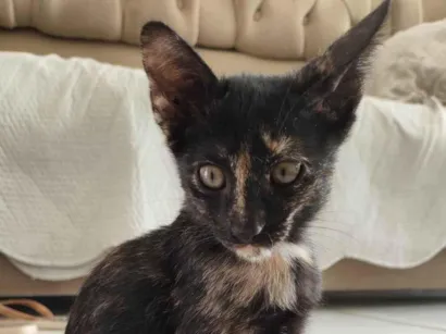 Gato raça Persa idade 2 a 6 meses nome Filhote fêmea 