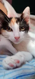 Amora