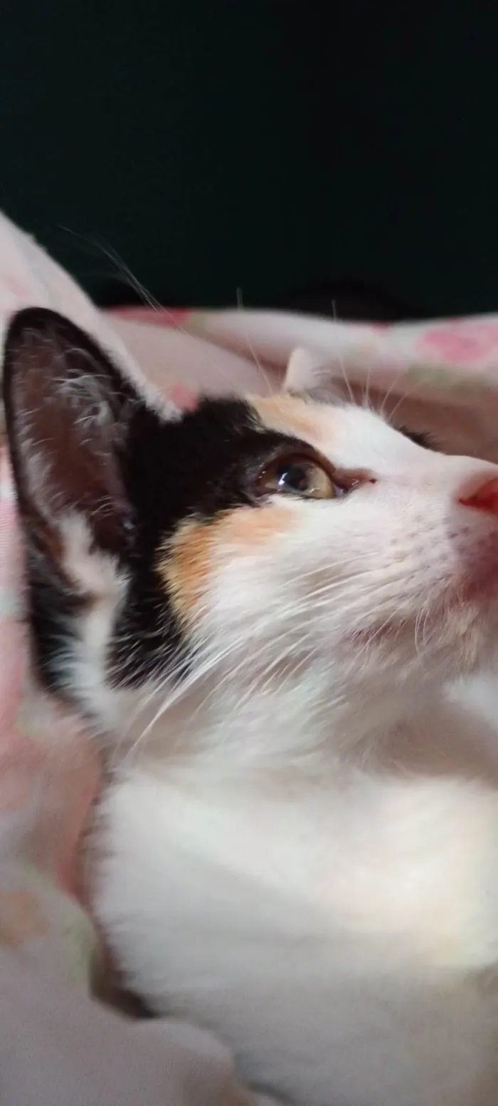 Gato ra a SRD-ViraLata idade 1 ano nome Amora