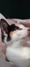 Amora