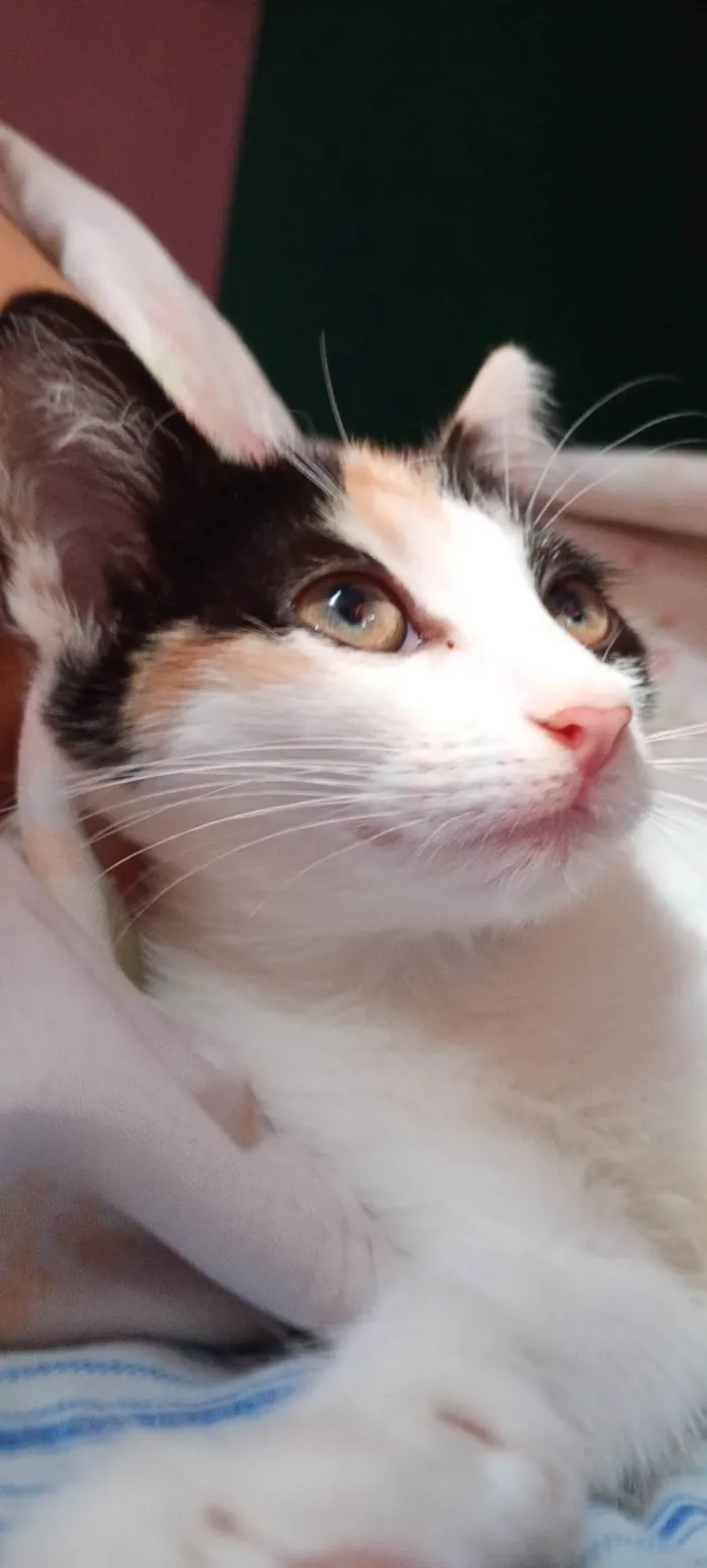 Gato ra a SRD-ViraLata idade 1 ano nome Amora