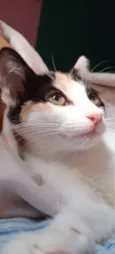 Amora