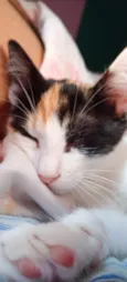 Amora