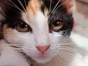 Gato raça SRD-ViraLata idade 1 ano nome Amora