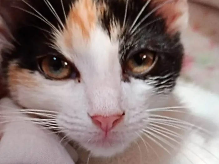 Gato ra a SRD-ViraLata idade 1 ano nome Amora