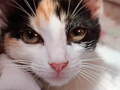 Gato raça SRD-ViraLata idade 1 ano nome Amora