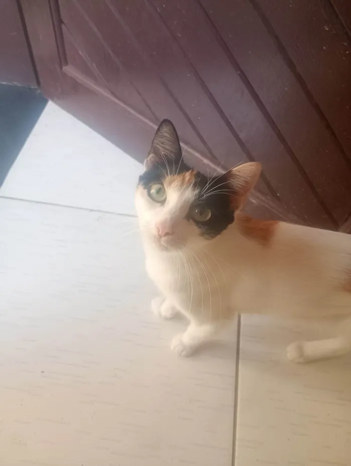 Gato ra a SRD-ViraLata idade 1 ano nome Amora
