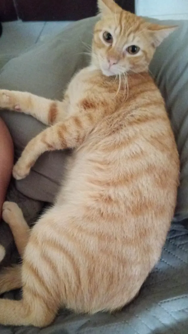 Gato ra a SRD-ViraLata idade 1 ano nome Niguiri