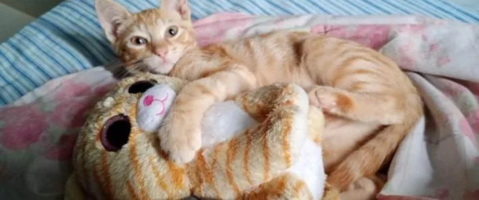 Gato ra a SRD-ViraLata idade 1 ano nome Niguiri