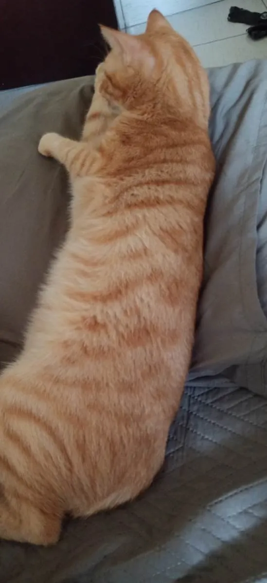 Gato ra a SRD-ViraLata idade 1 ano nome Niguiri