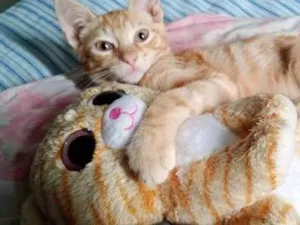 Gato raça SRD-ViraLata idade 1 ano nome Niguiri