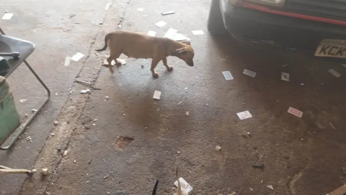 Cachorro ra a SRD-ViraLata idade 2 a 6 meses nome São 6 filhotes