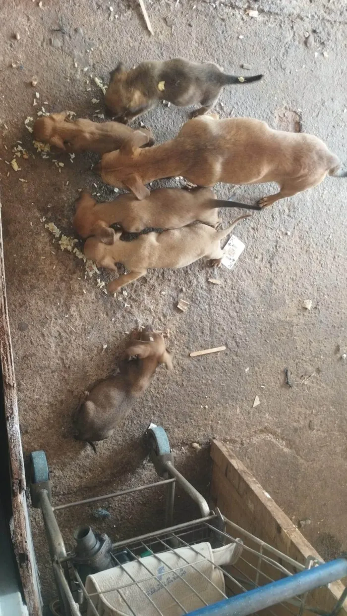 Cachorro ra a SRD-ViraLata idade 2 a 6 meses nome São 6 filhotes